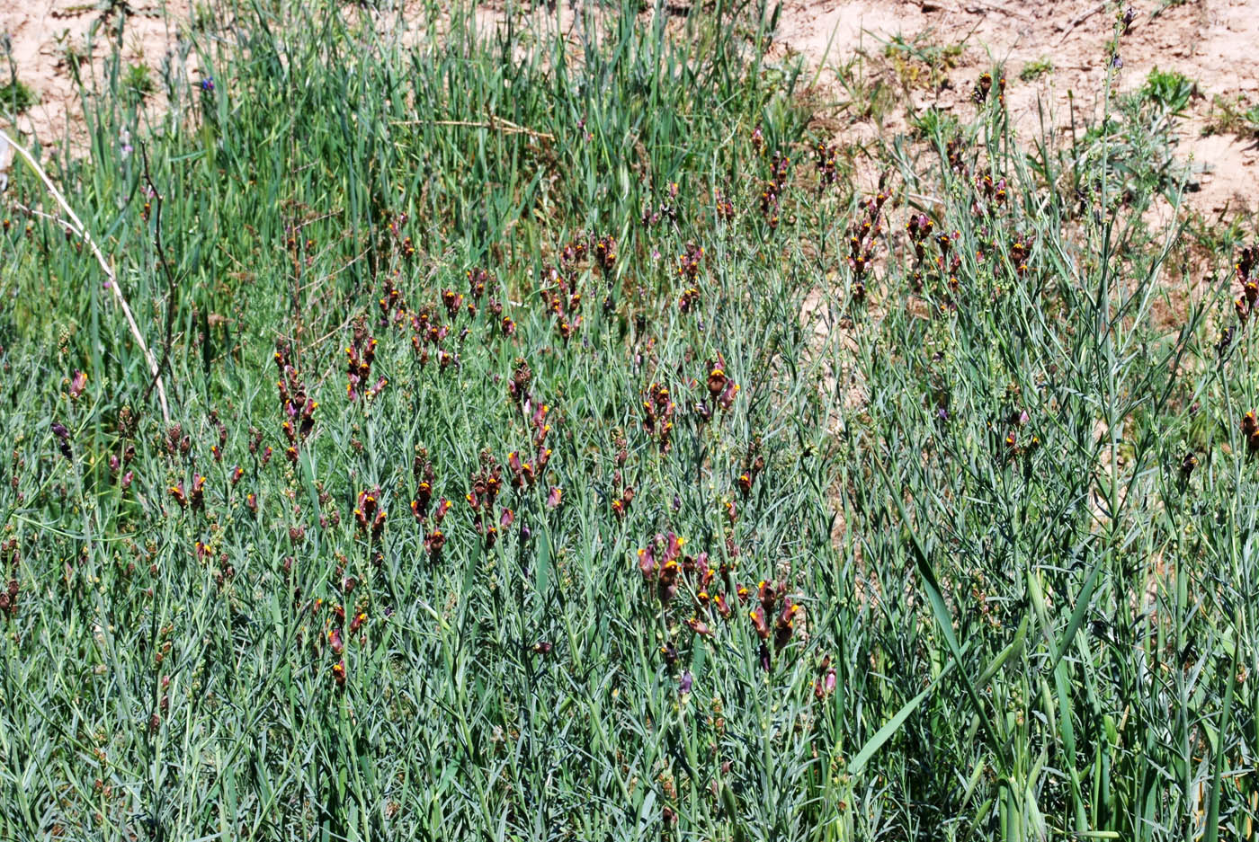 Изображение особи Linaria popovii.