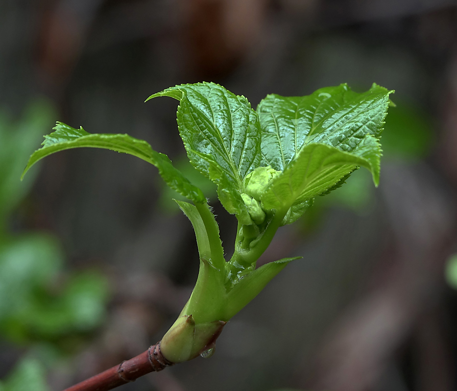 Image of Hydrangea petiolaris specimen.