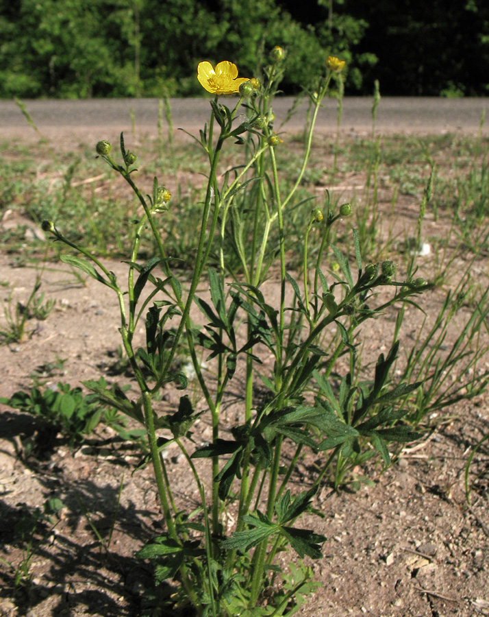 Image of Ranunculus polyanthemos specimen.