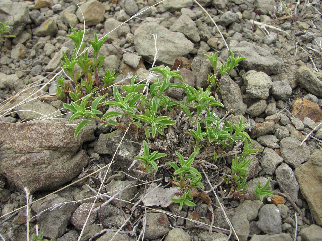 Image of Satureja subdentata specimen.