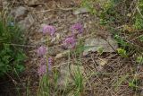 Allium montanostepposum