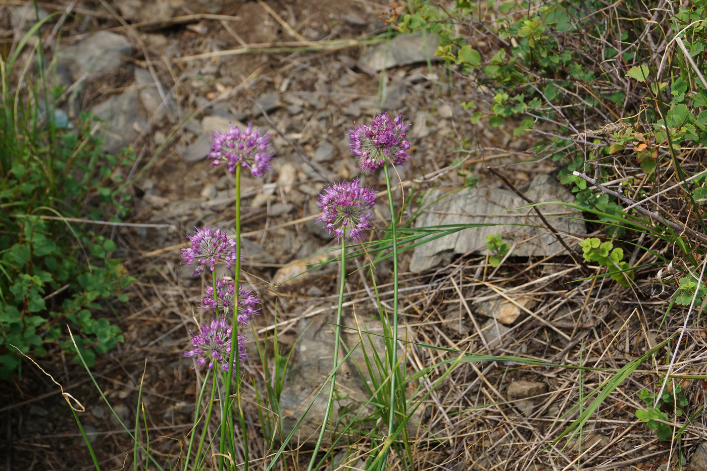 Image of Allium montanostepposum specimen.