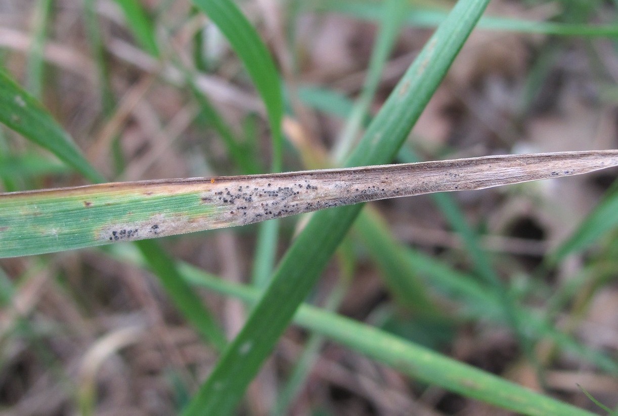 Изображение особи Aegilops triuncialis.