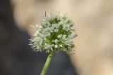 Allium praemixtum. Соцветие. Узбекистан, Навоийская обл., Нуратинские горы, северный склон хр. Актау, урочище Амбарсай, на скалах. 10.06.2018.