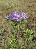 Ziziphora serpyllacea
