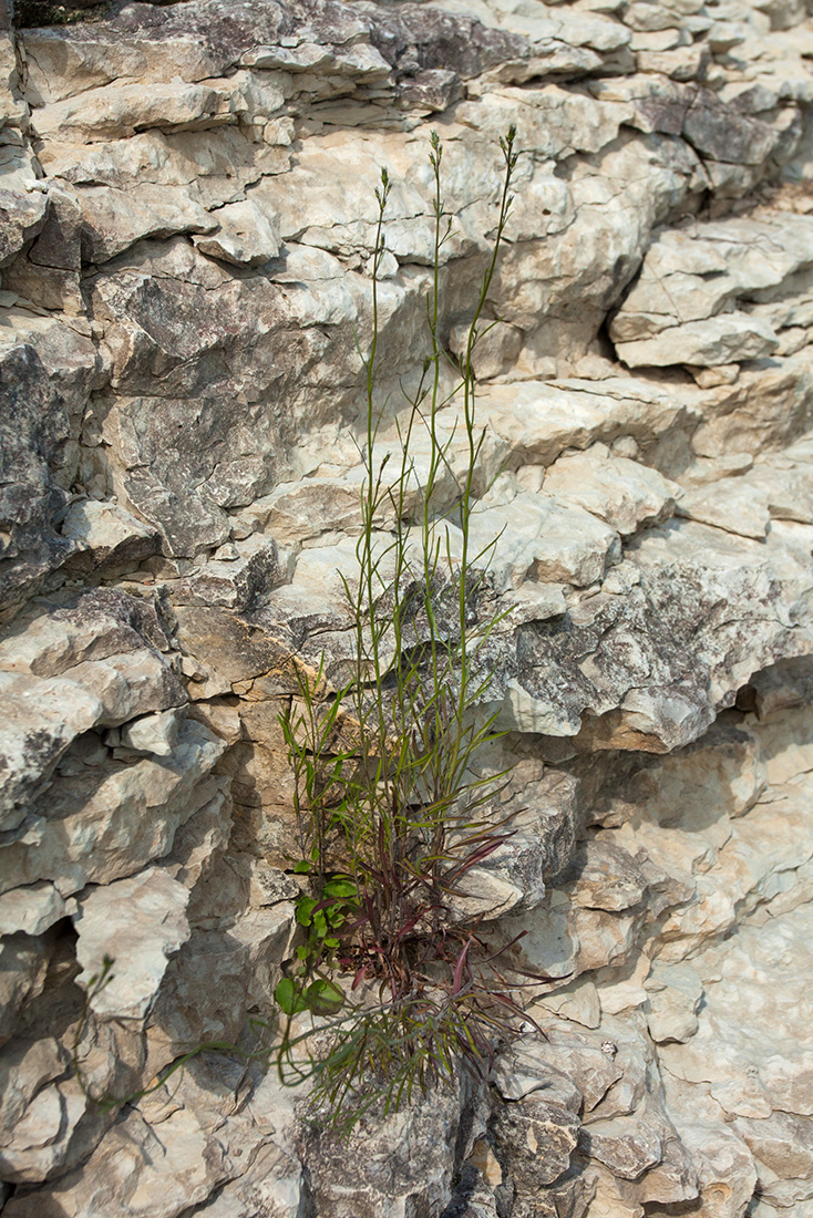 Image of Campanula rotundifolia specimen.