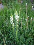 Pedicularis dolichorrhiza