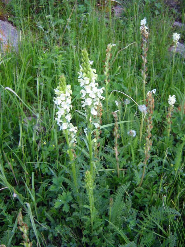 Изображение особи Pedicularis dolichorrhiza.