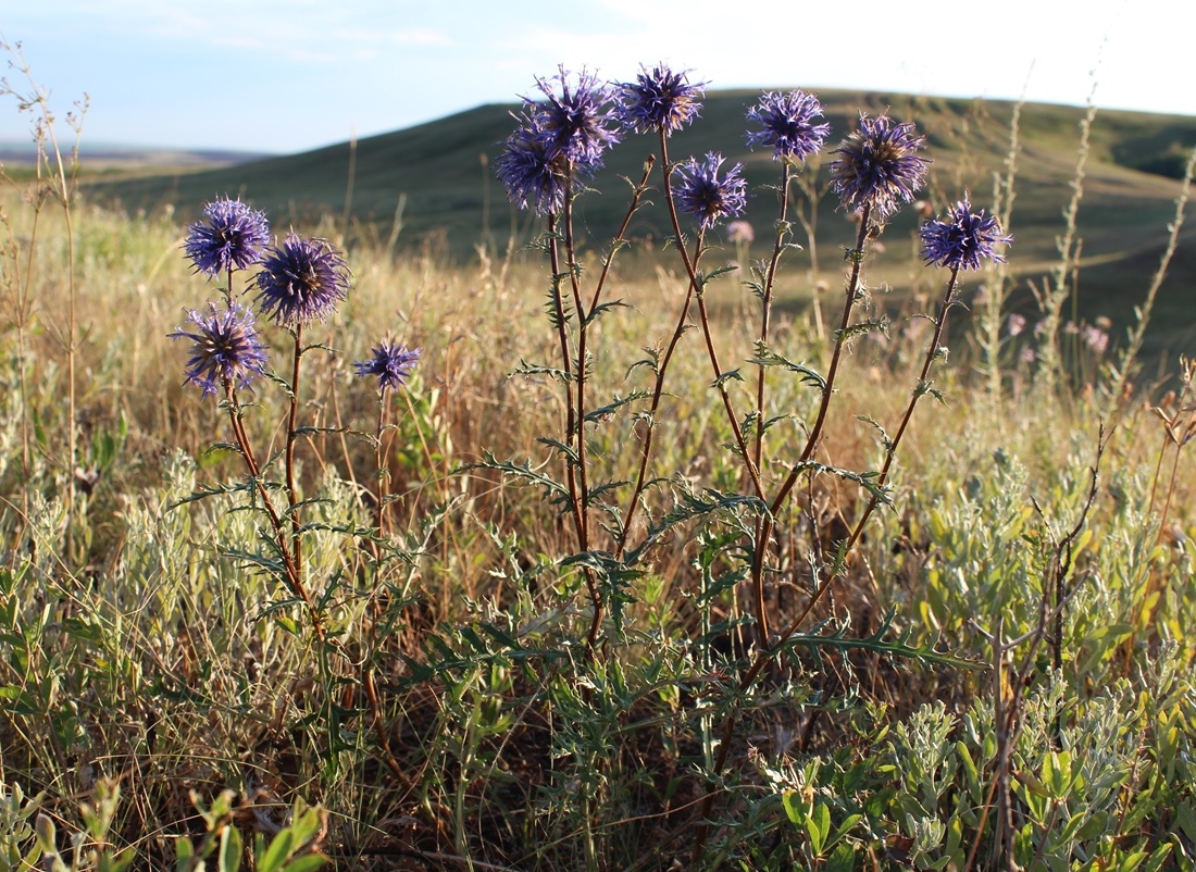 Изображение особи Echinops meyeri.