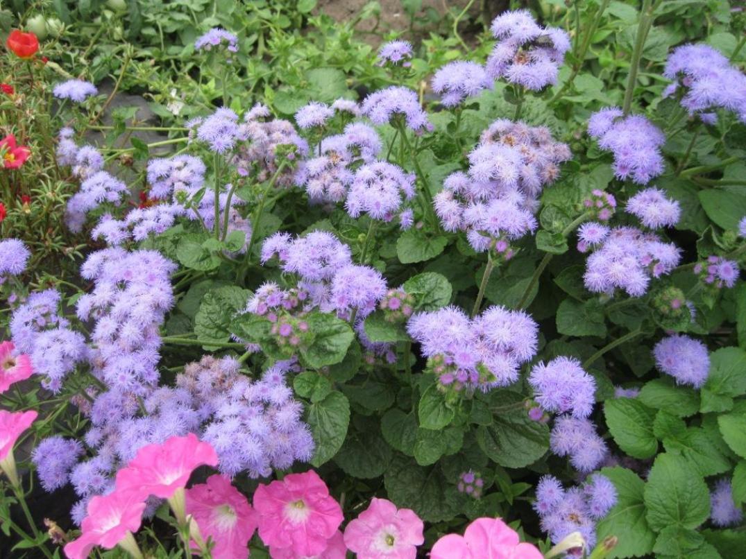 Изображение особи Ageratum houstonianum.