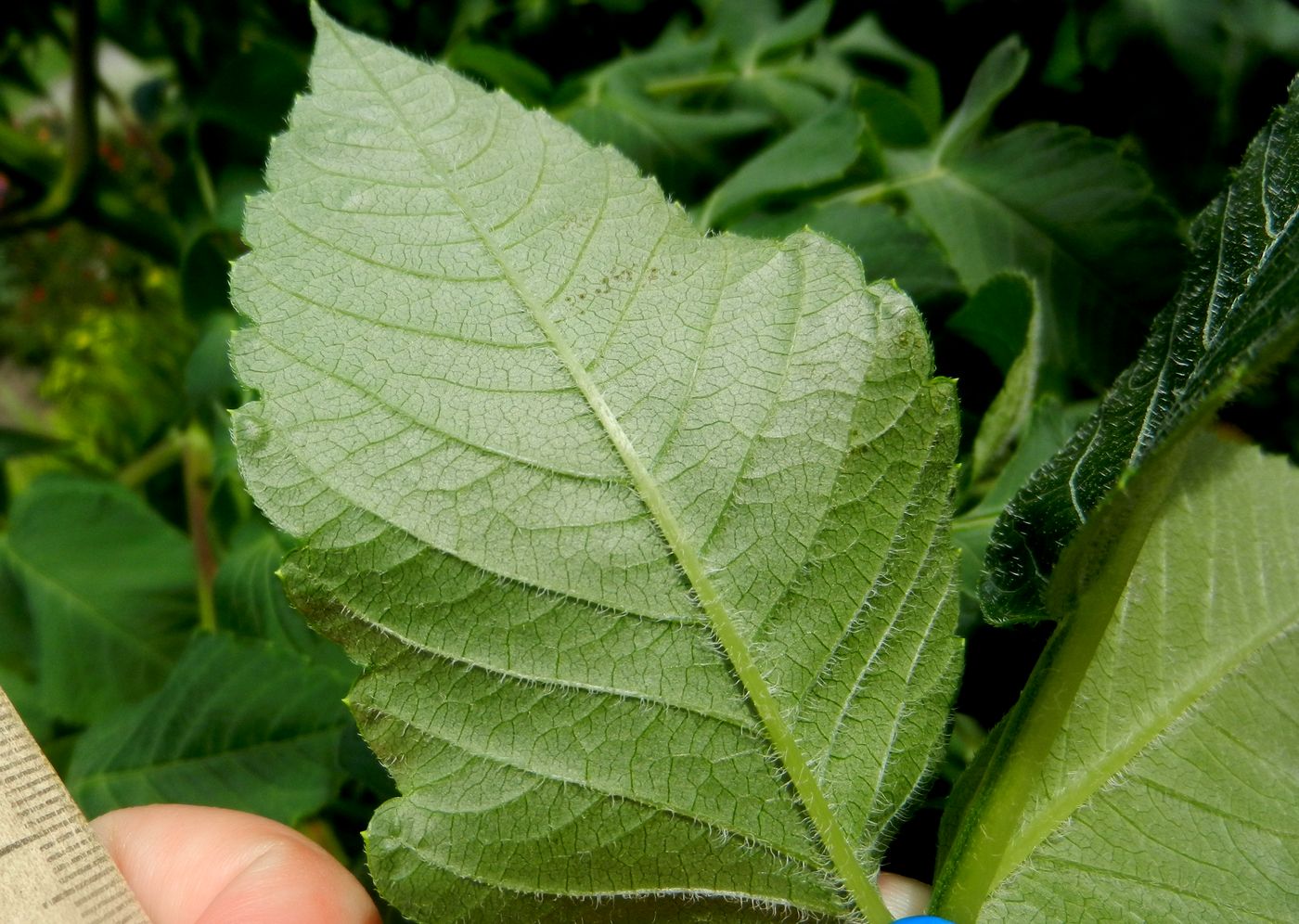 Image of Dahlia imperialis specimen.