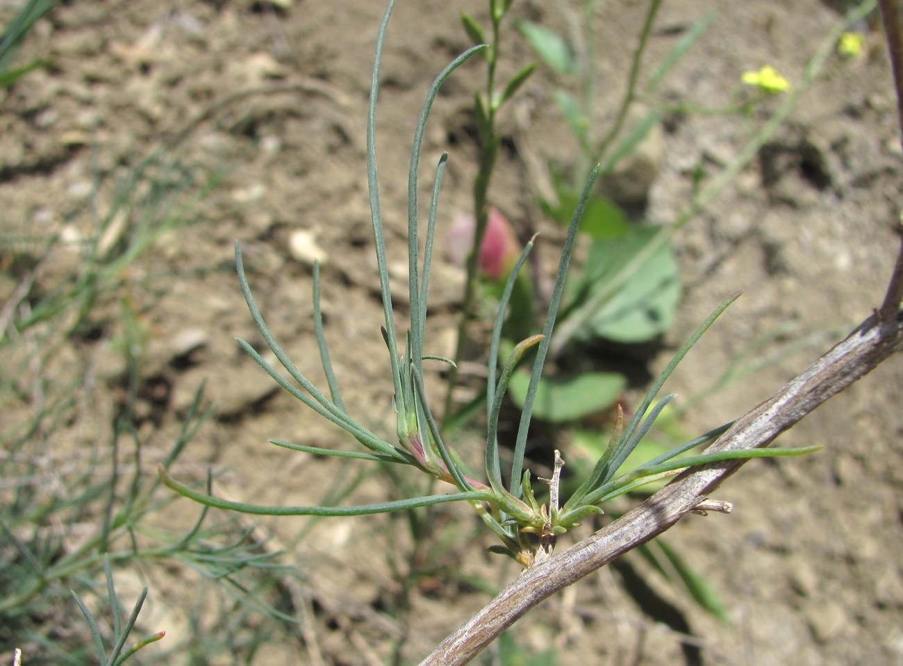 Image of Gypsophila capitata specimen.