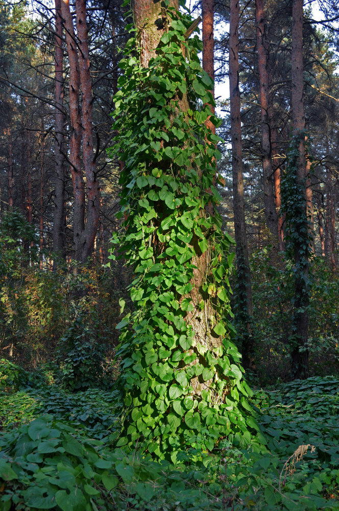 Изображение особи Thladiantha dubia.