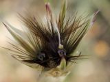 Crupina crupinastrum
