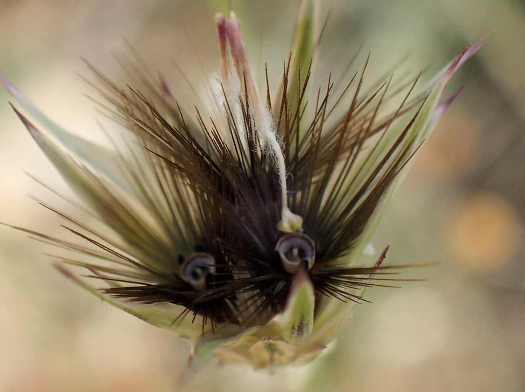 Изображение особи Crupina crupinastrum.