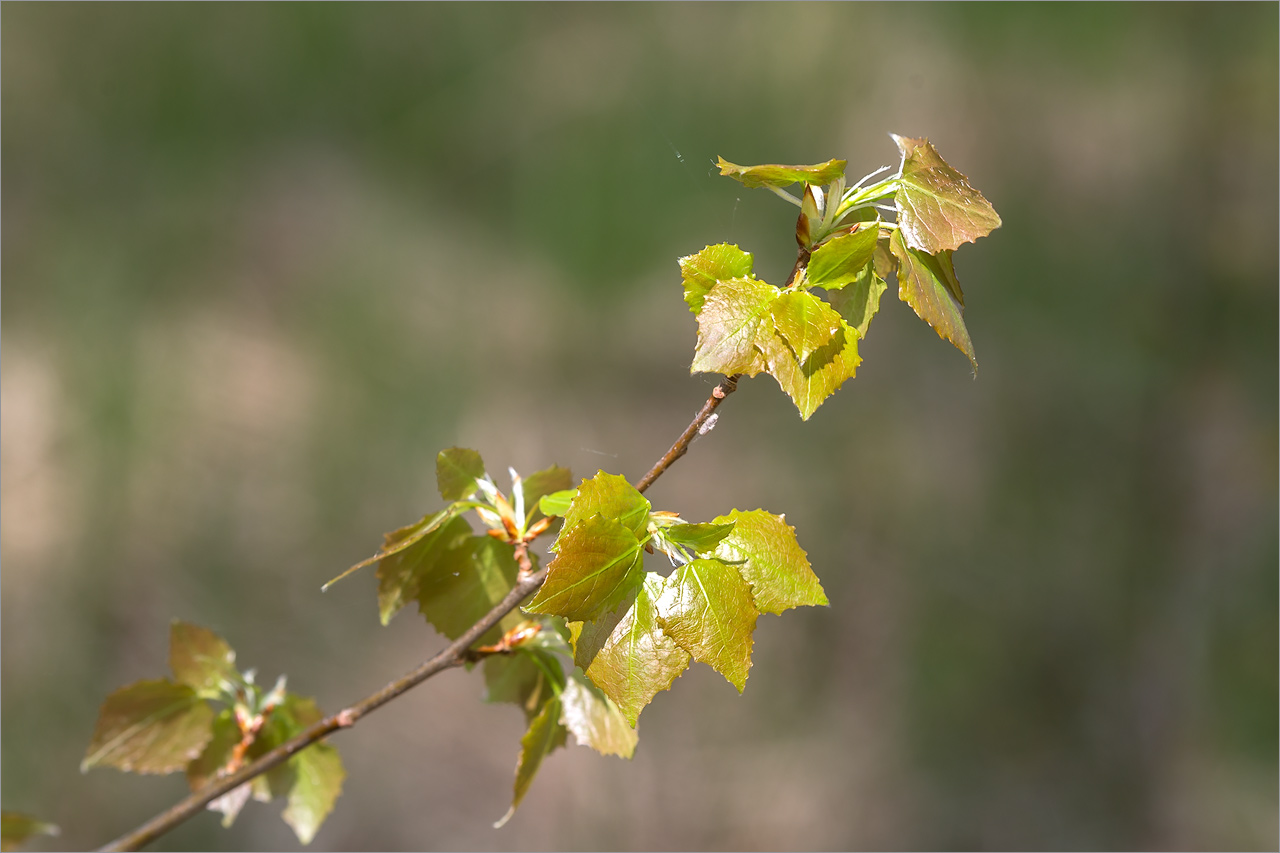 Image of Populus tremula specimen.