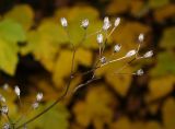 Lapsana communis. Остатки сухих соплодий. Московская обл., Одинцовский р-н, Звенигородская биостанция МГУ, в еловом лесу. 20.10.2018.