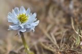 Trollius lilacinus. Цветок. Кыргызстан, Иссык-Кульская обл., Северный Тянь-Шань, хр. Кюнгёй-Ала-Тоо, Григорьевское ущ., подъем на пер. Кум-Бель, ≈ 2700 м н.у.м., влажный субальпийский луг под тающим снежником. 11.05.2018.