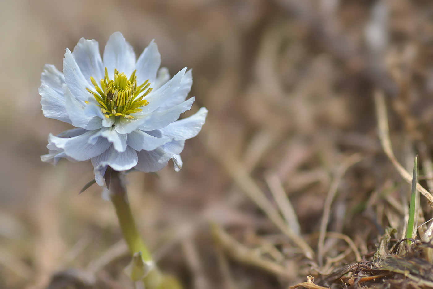 Изображение особи Trollius lilacinus.