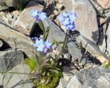 Myosotis asiatica. Цветущее растение. Чукотка, Билибинский р-н, напротив рудника Каральвеем, долина ручья. 12.07.2018.