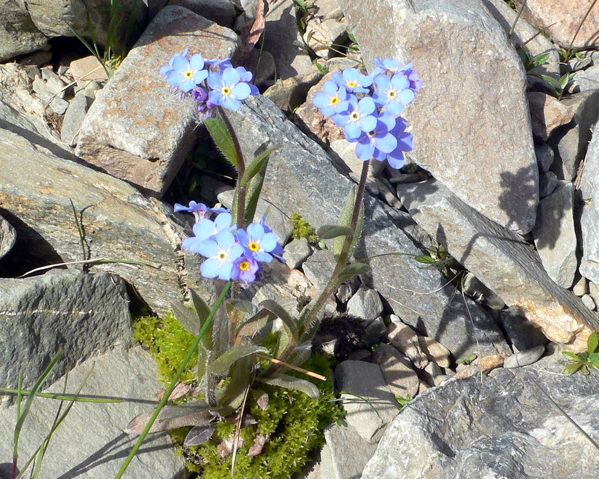 Изображение особи Myosotis asiatica.