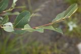 Salix kochiana. Верхушка побега. Республика Алтай, Кош-Агачский р-н, Северо-Чуйский хребет, долина р. Актру, берег временного водотока. 14.08.2018.