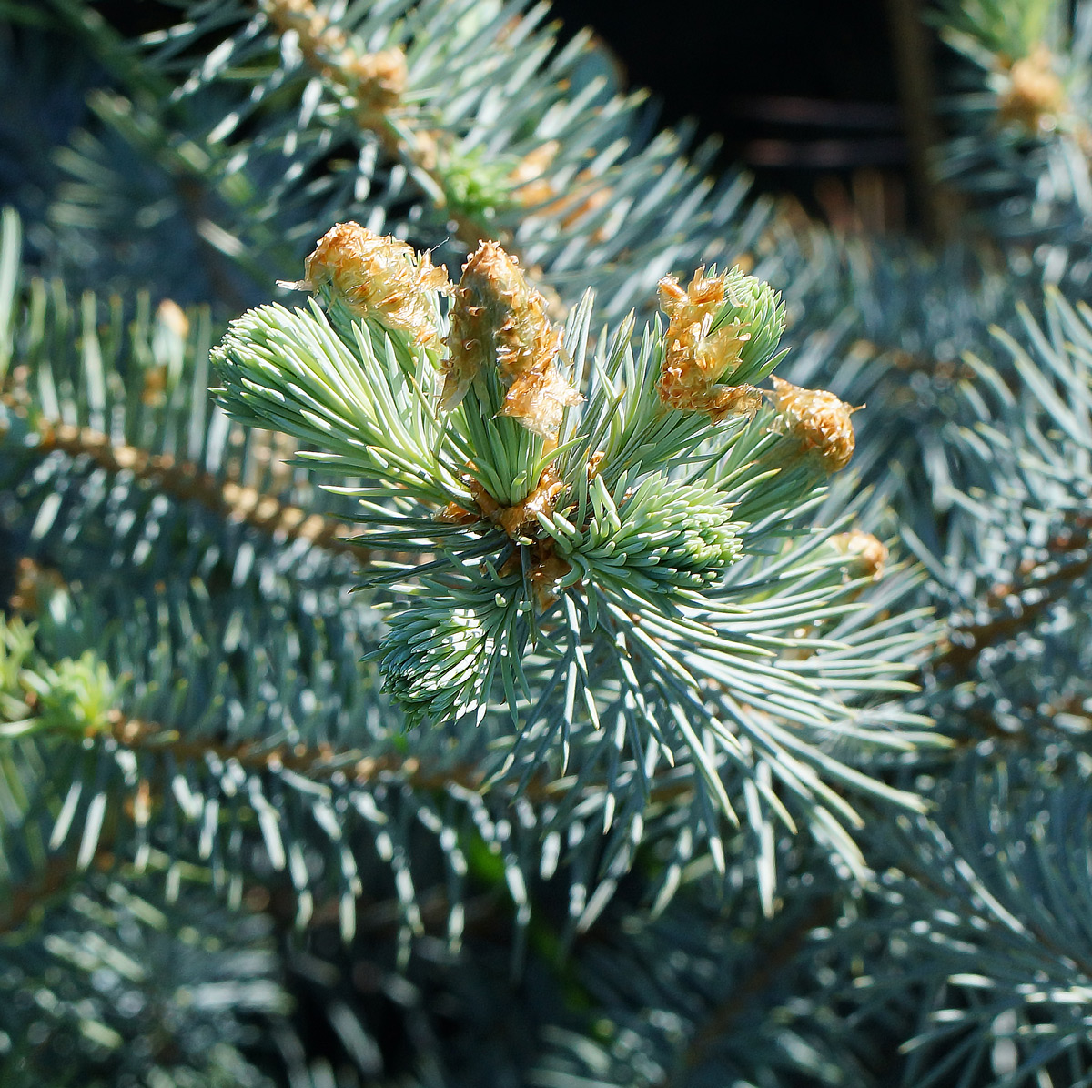 Изображение особи Picea pungens f. glauca.