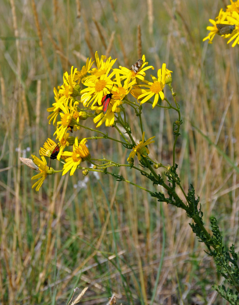 Изображение особи Senecio jacobaea.