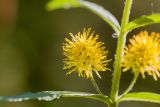 Naumburgia thyrsiflora