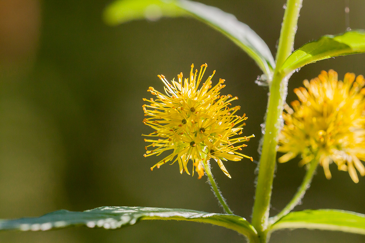 Изображение особи Naumburgia thyrsiflora.