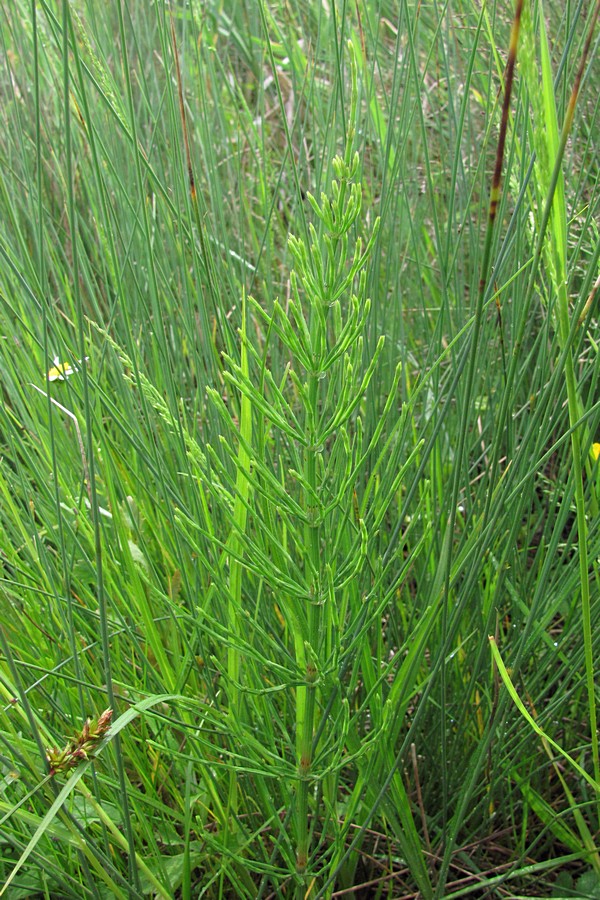 Изображение особи Equisetum arvense.