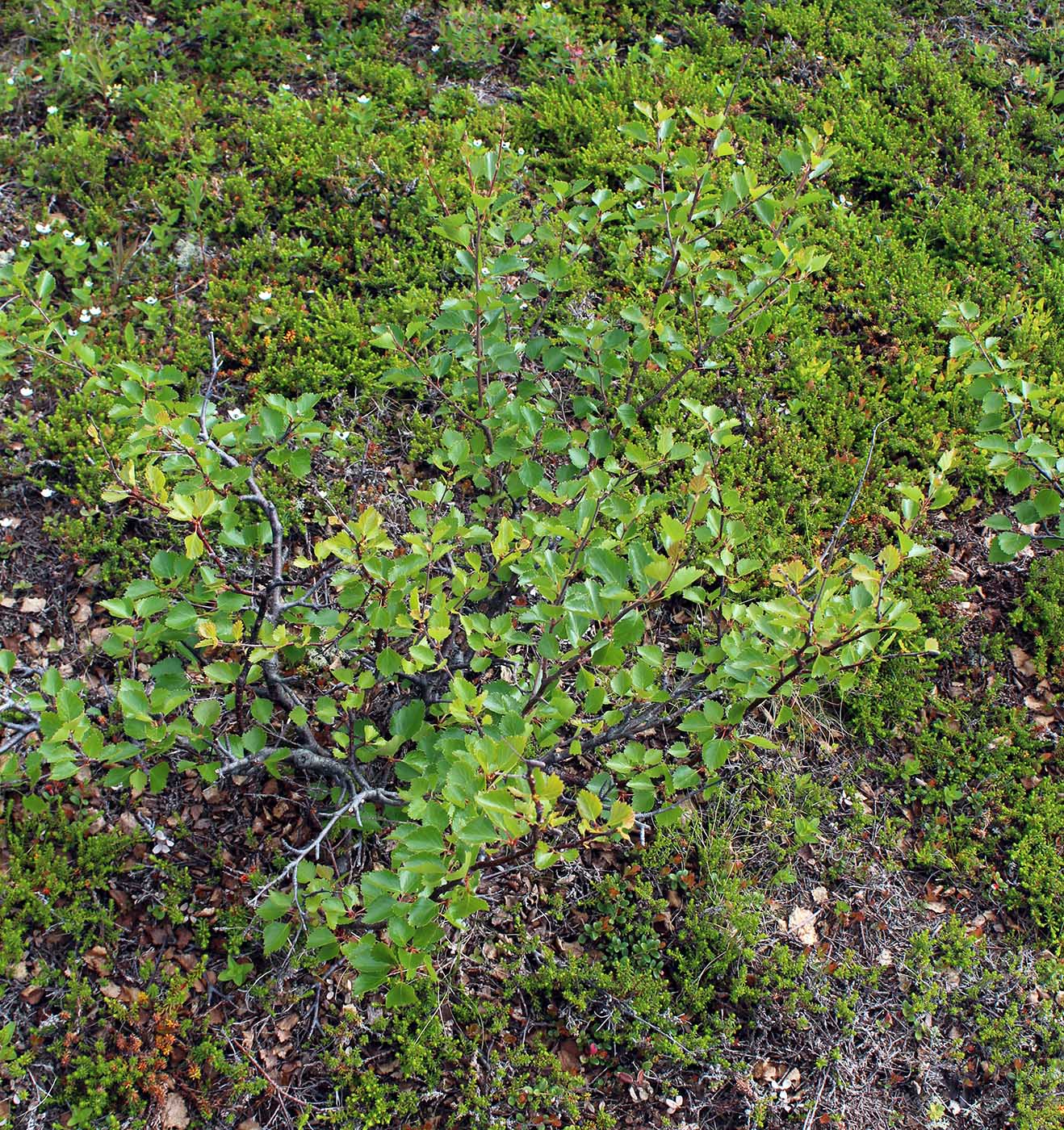 Image of Betula &times; alpestris specimen.