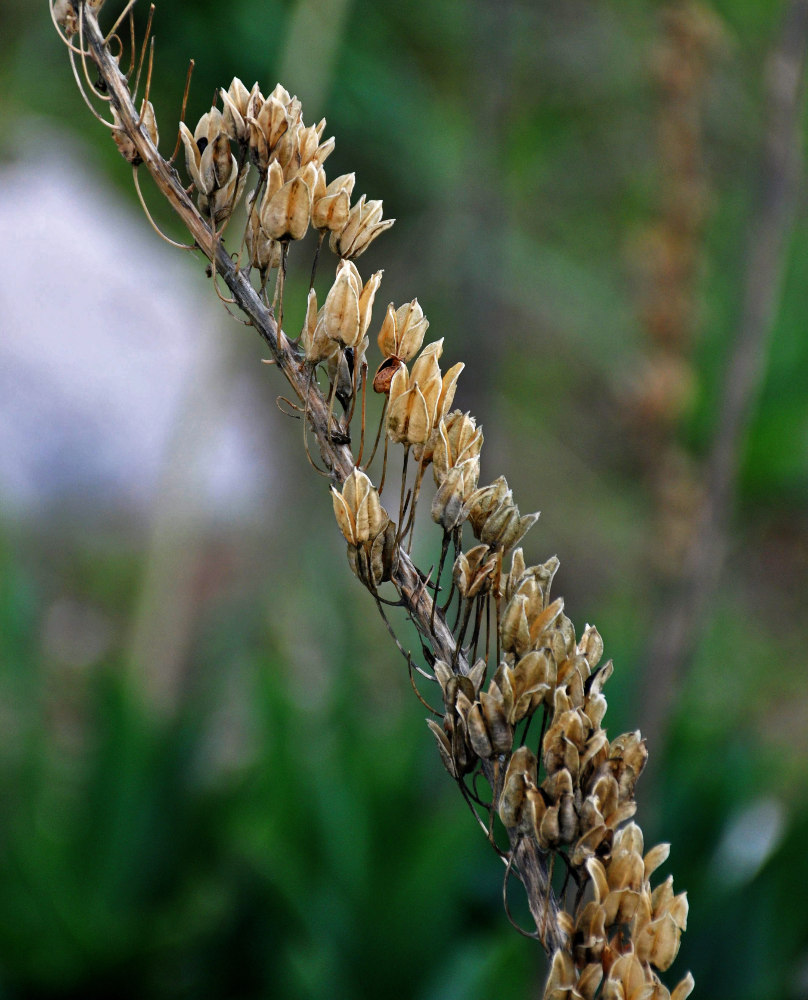 Image of Drimia aphylla specimen.