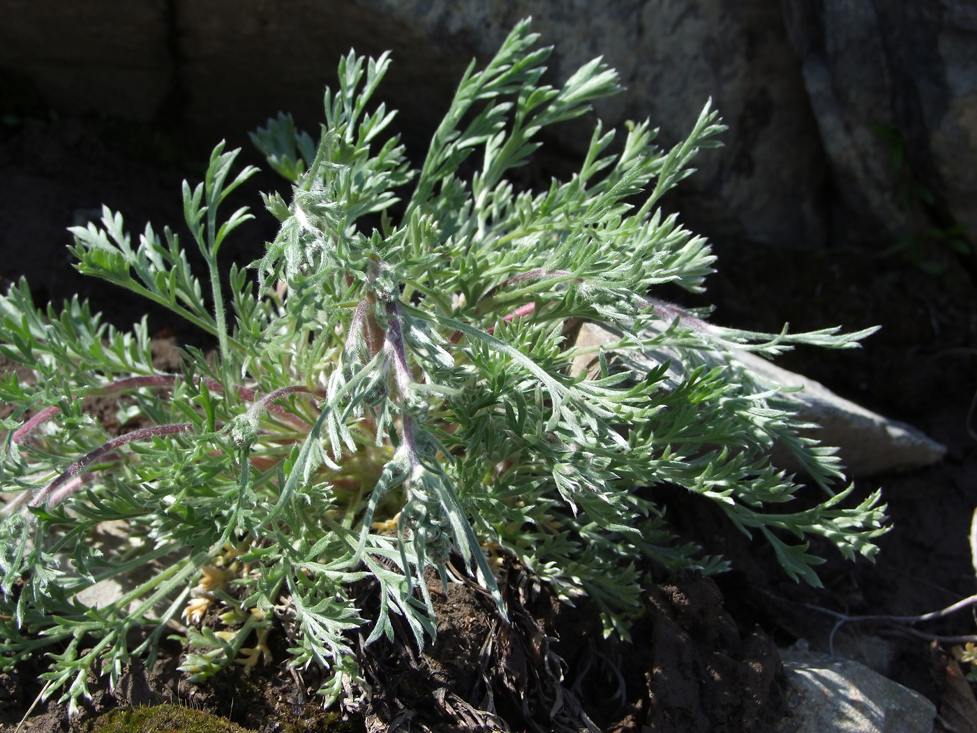 Изображение особи Artemisia borealis.