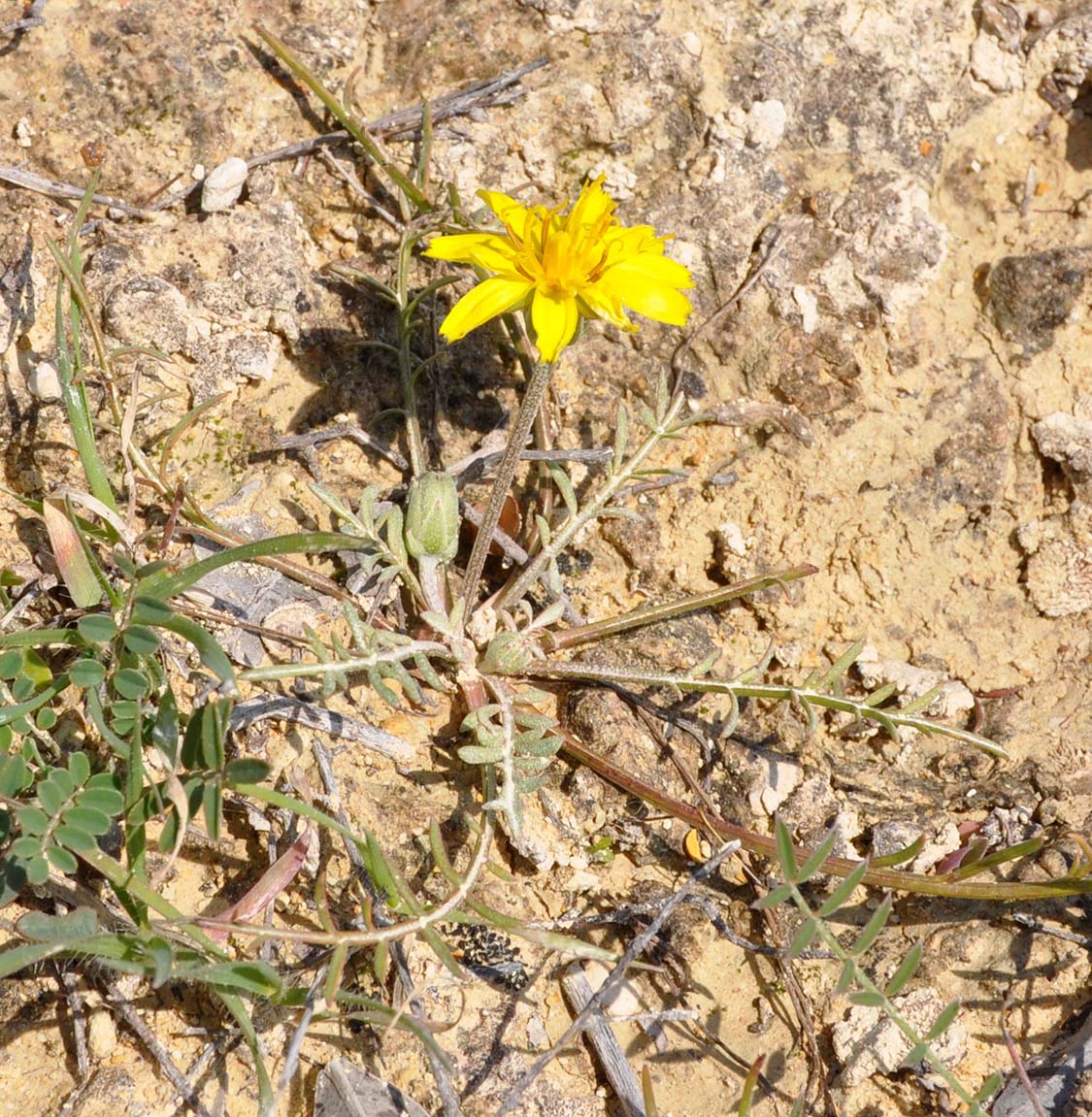 Image of Scorzonera alpigena specimen.