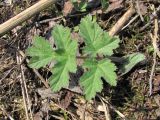 Heracleum sibiricum