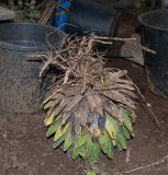 Agave victoriae-reginae