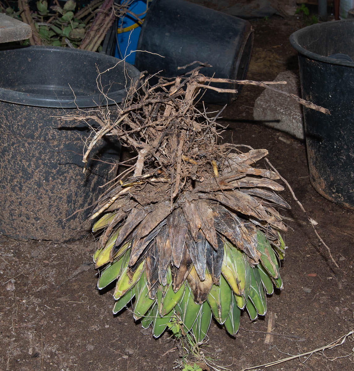 Изображение особи Agave victoriae-reginae.