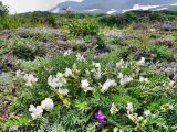 Oxytropis kamtschatica