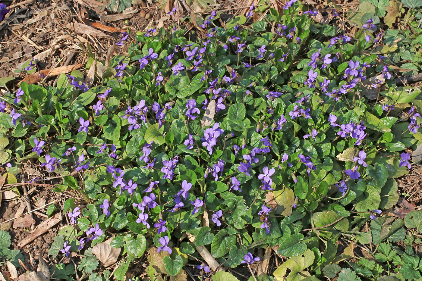 Image of Viola odorata specimen.