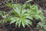 Delphinium schmalhausenii