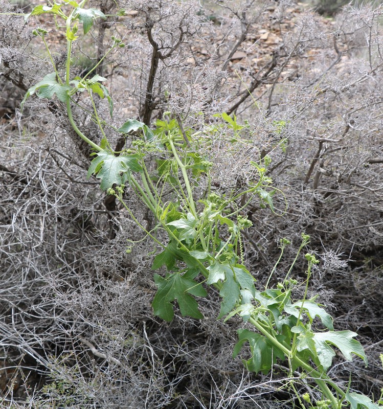Image of Bryonia alba specimen.