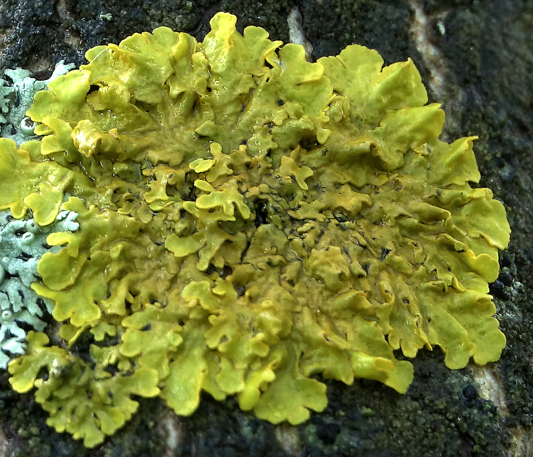 Image of Xanthoria parietina specimen.