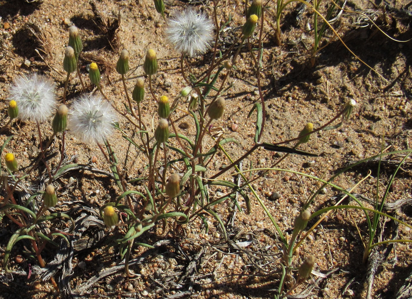 Изображение особи Senecio dubitabilis.