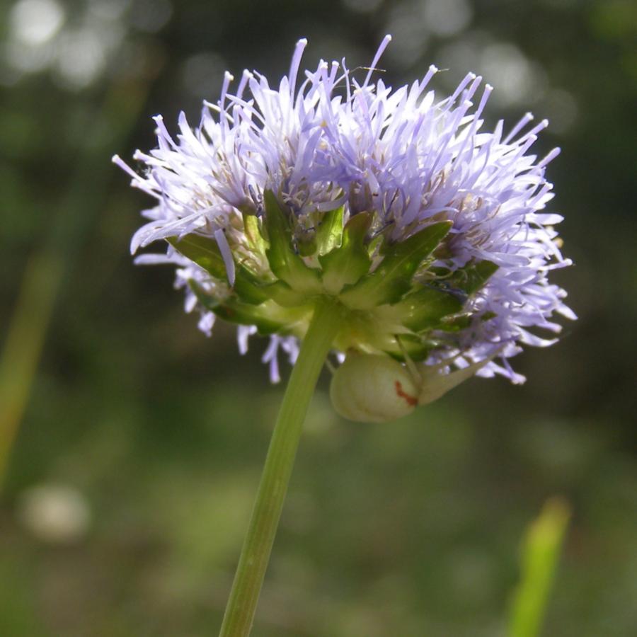 Image of Jasione montana specimen.