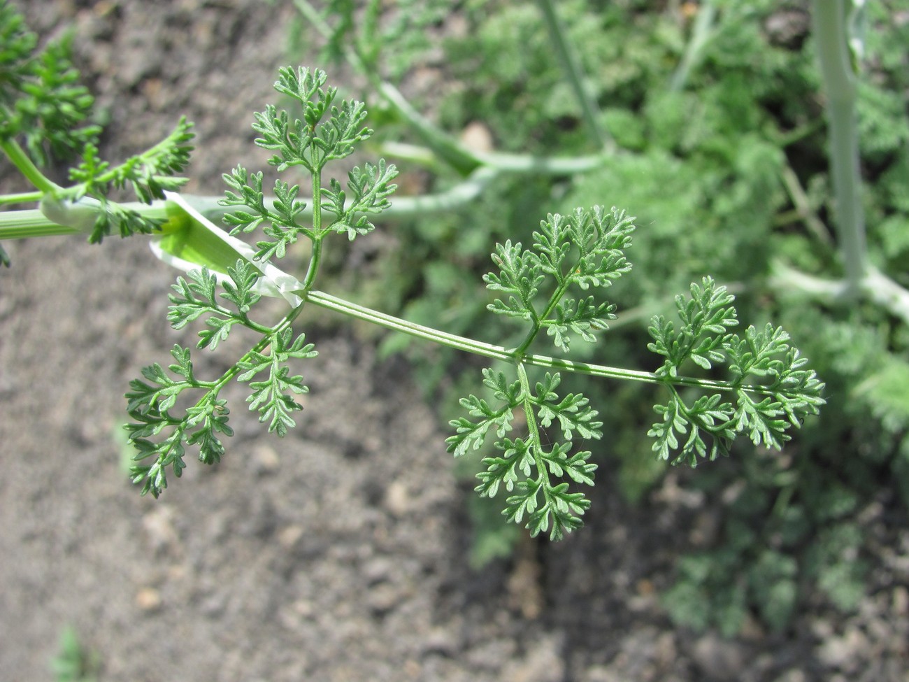 Изображение особи Astrodaucus orientalis.