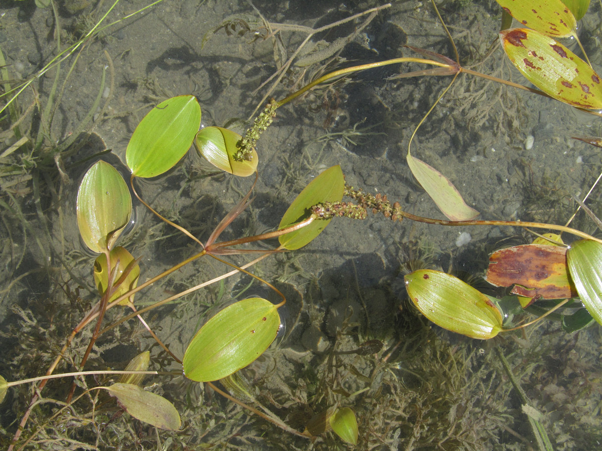 Image of Potamogeton biformis specimen.