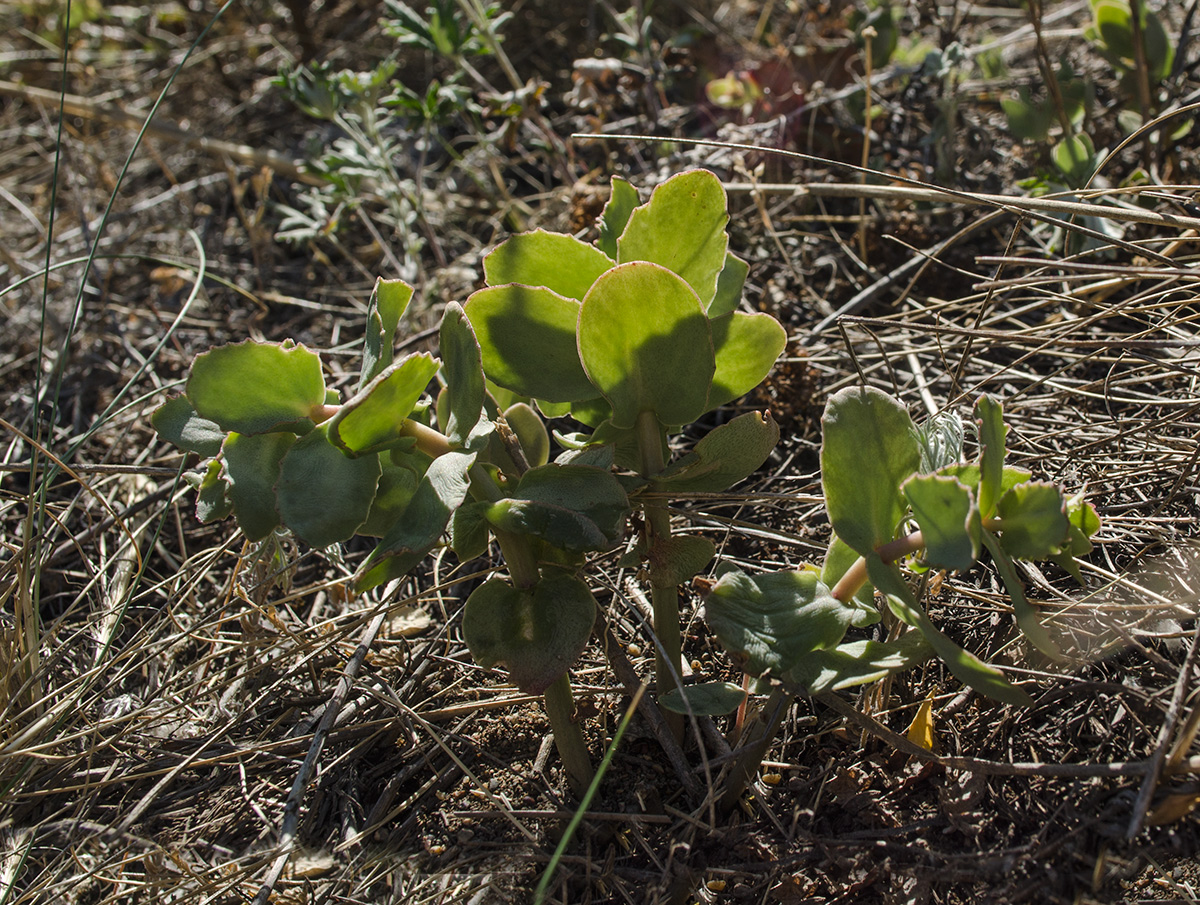 Изображение особи Hylotelephium stepposum.