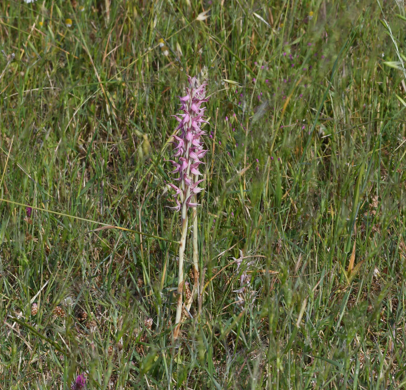 Изображение особи Anacamptis sancta.