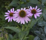 Echinacea purpurea